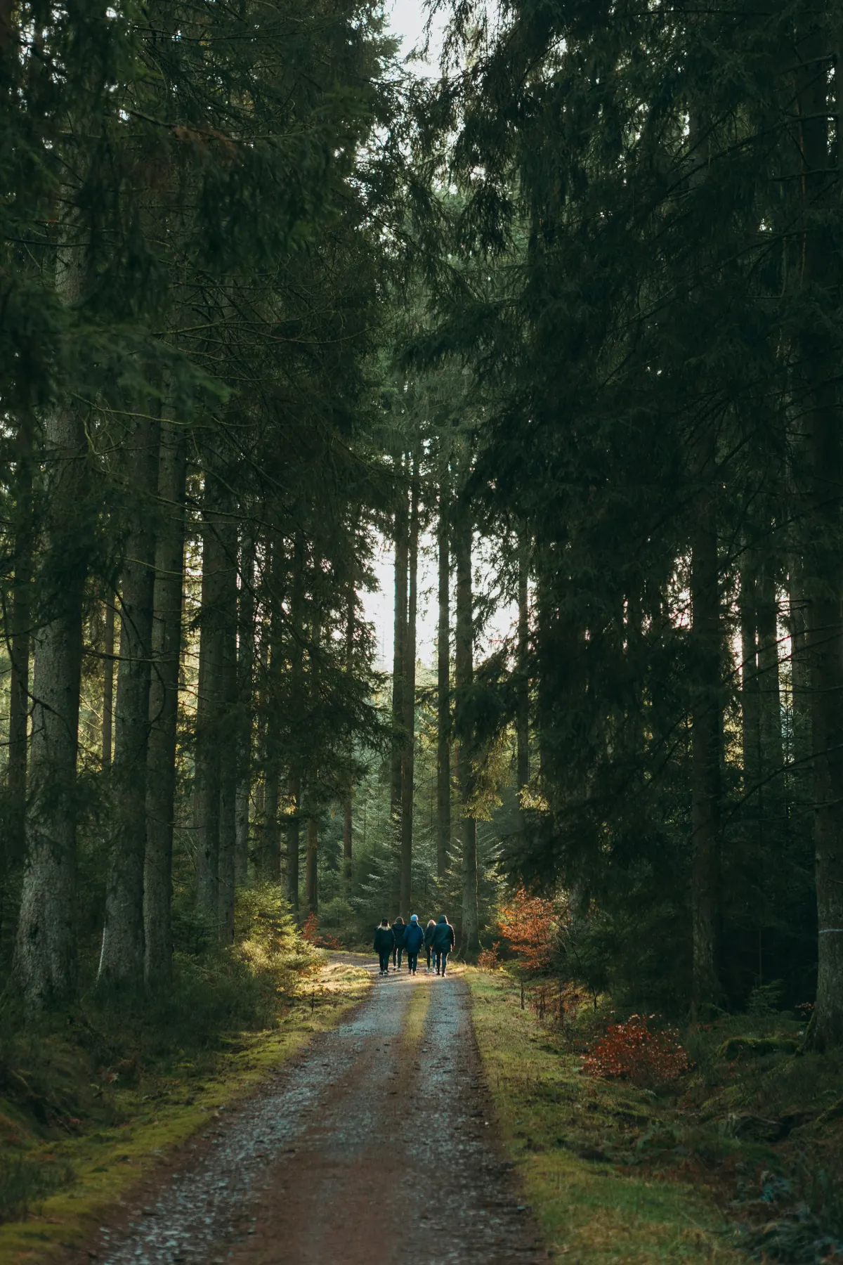 Camino en un bosque con luz entre los árboles